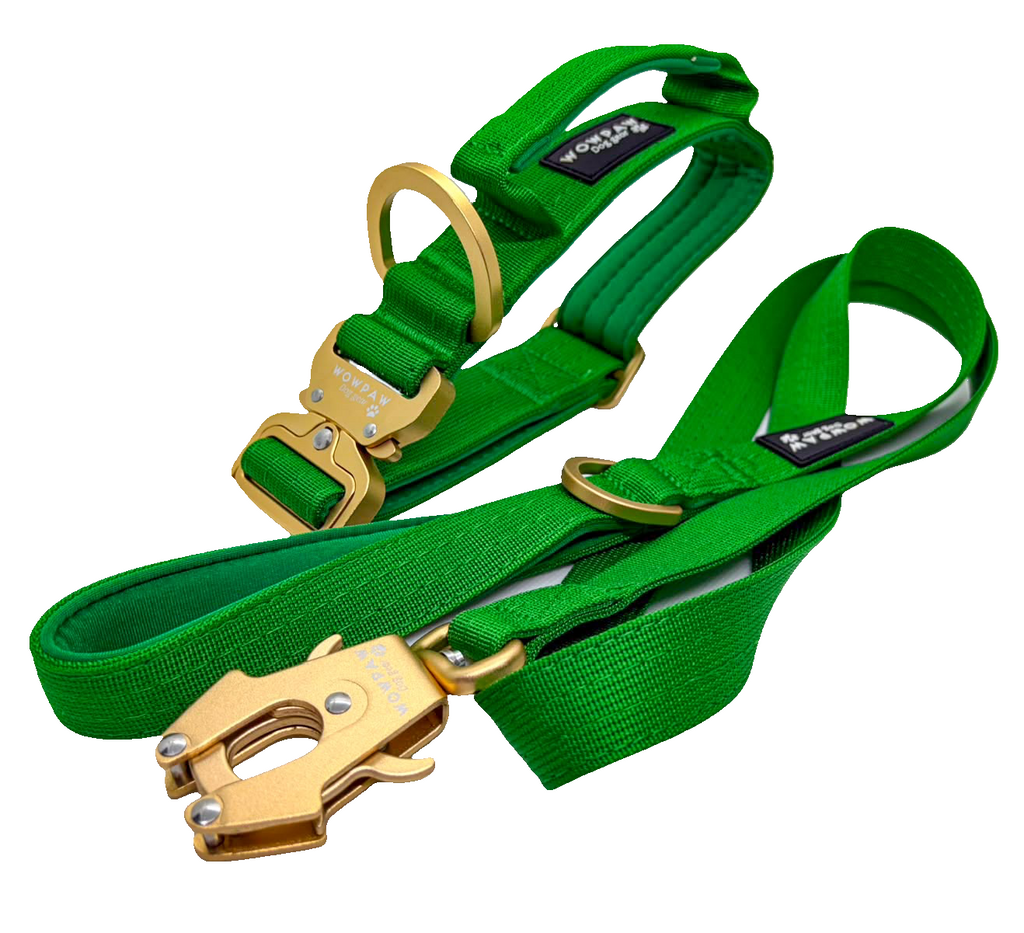 Halsband und Hundeleine