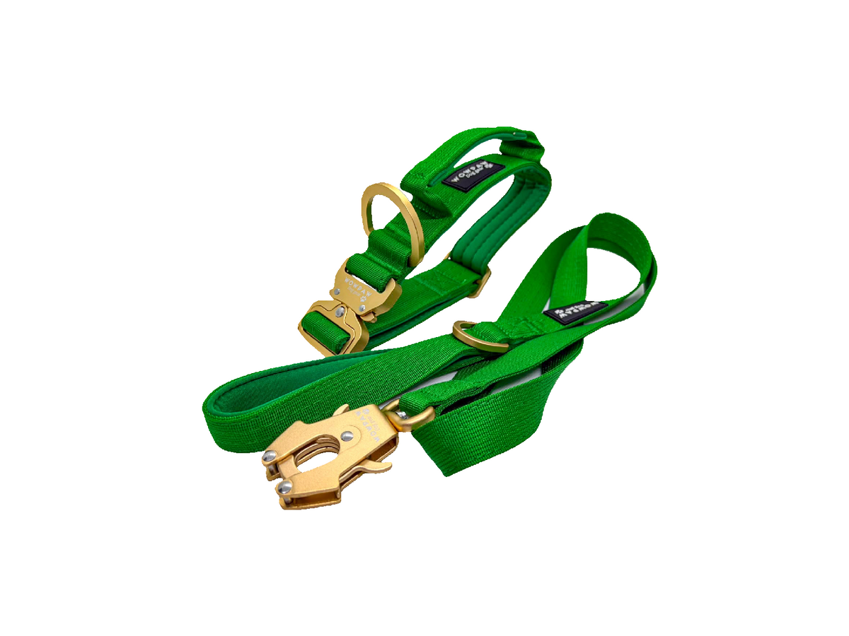 Halsband und Hundeleine